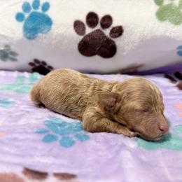Olive - Cream female Cockapoo puppy in Clarks Summit, Pennsylvania from M&M Cockapoos