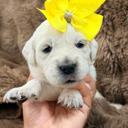 Star - Light golden female Golden Retriever puppy in Shingle Springs, California from Creamy Retrievers