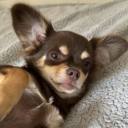 Essie - Chihuahua
