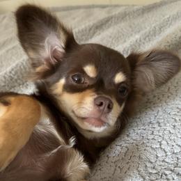 Essie - Chihuahua