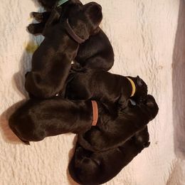 Newfoundland Puppies from Crossroads Newfoundlands
