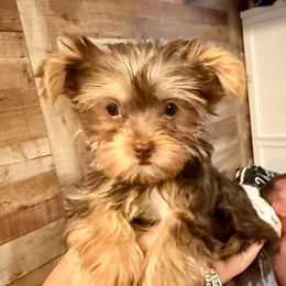 BGG RED GIRL - Chocolate and tan female Yorkshire Terrier puppy in Blythe, California from California AKC Maltese & Yorkies