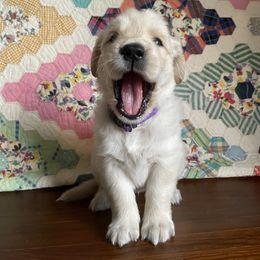 Golden Retriever Puppies from Robinson Goldens