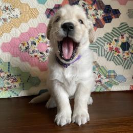 Golden Retriever Puppies from Robinson Goldens