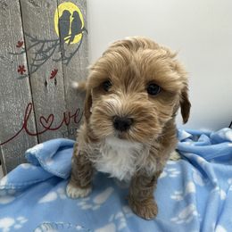 Cockapoo, Cocker Spaniel, Goldendoodle, and Maltipoo Puppies from Loris Pampered Pooches💕