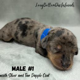 Male 1 - Dapple male Dachshund puppy in Birmingham, Alabama from LongBottomDachshunds