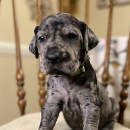 Boy 1 - Rocky - Merle Great Dane puppy in Tennessee from Campbell Great Danes