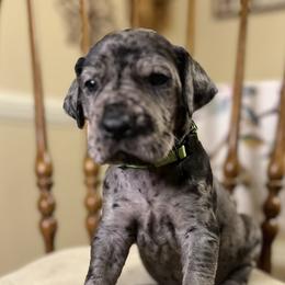 Boy 1 - Rocky - Merle Great Dane puppy in Tennessee from Campbell Great Danes