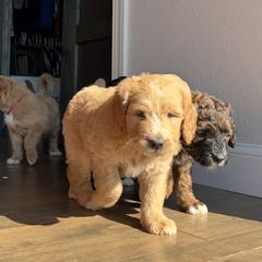 Saint Berdoodle Puppies from Highland Ridge Doodles