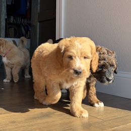 Saint Berdoodle Puppies from Highland Ridge Doodles