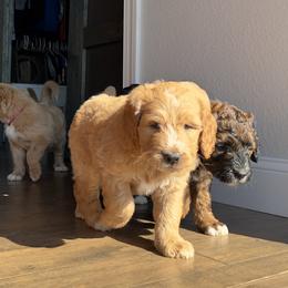 Saint Berdoodle Puppies from Highland Ridge Doodles