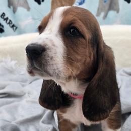 Hot Pink Collar - Black brown and white female Basset Hound puppy in Snow Camp, North Carolina from V's Southern Angels