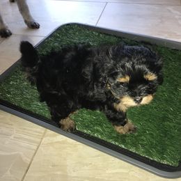 Assorted Doodle Crosses Puppies from Yoriko's Puppies