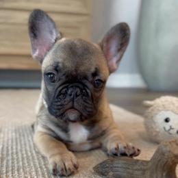 Butters Boy 1 - Fawn male French Bulldog puppy in Miami, Florida from Oceanside French Bulldogs