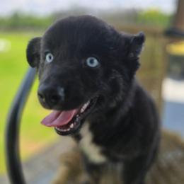 Diana - Black tri-color female Australian Shepherd puppy in Wrightsville, Georgia from Wild Magnolia Farms Aussies