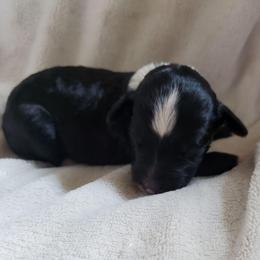 Auggie - Black and white male Sheepadoodle puppy in Bellevue, Iowa from Fluffy Wonders Poms and Doodles
