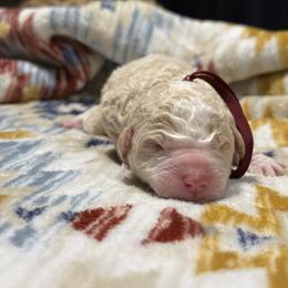 WINCHESTER - Red male Bernedoodle puppy in Corpus Christi, Texas from The Henke Doodles