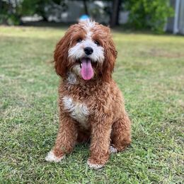 Bella - Cavapoo