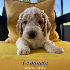 Croqueta - Parti male Goldendoodle puppy in Miami, Florida from Kalidoodlee