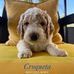 Croqueta - Parti male Goldendoodle puppy in Miami, Florida from Kalidoodlee