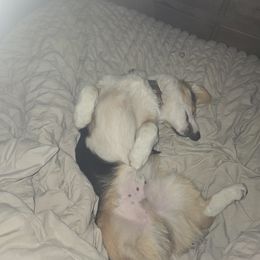 Pembroke Welsh Corgi Puppies from Triple M Ranch Corgi's