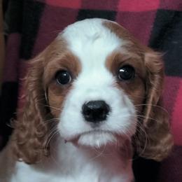 Chewy - Blenheim male Cavalier King Charles Spaniel puppy in Franklin, North Carolina from Cavaliers of the County Macon