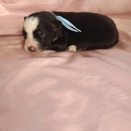 Australian Shepherd and Miniature Australian Shepherd Puppies from Rothsolid Puppies