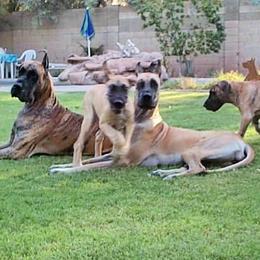 Great Dane Puppies from DaneDreams