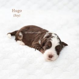 Hugo - Chocolate male Australian Labradoodle puppy in Hurricane, Utah from Red Desert Doodles