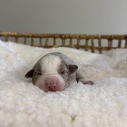 Red Merle Female 2 - Red merle female Miniature Australian Shepherd puppy in Stuart, Virginia from Apple Tree Mini Aussies
