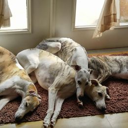 Italian Greyhounds and Whippets from Meraki's Whippets & Italian Greyhounds