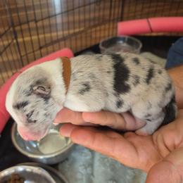 Blue Male - White and blue merle male Border Collie puppy in Bradley, South Carolina from DiCola Farm