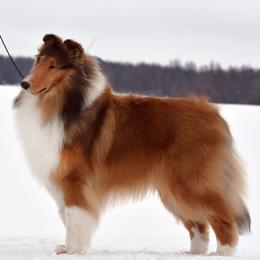Gherkin - Collie