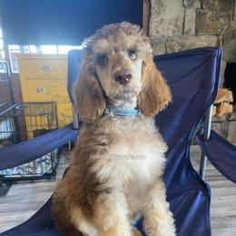 CLAUDE - Brown male Poodle puppy in Charlo, Montana from Heavenly Hilltop Farm