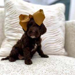 Hershey - Chocolate female Goldendoodle puppy in Jackson, Mississippi from T.M. Poodles & Doodles