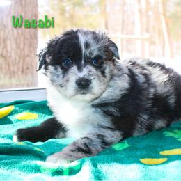Wasabi - Blue merle female Australian Shepherd puppy in Coldwater, Michigan from Northern Star Australian Shepherds