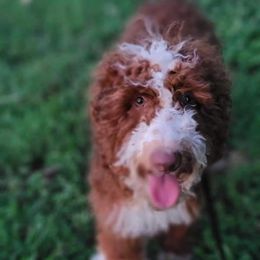 Fuego - Bernedoodle