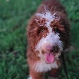 Fuego - Bernedoodle