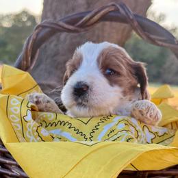 Yellow - Black female Goldendoodle puppy in Celina, Texas from Kennedy Doodles