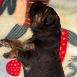 Calloway - Black and red female German Shepherd puppy in Apex, North Carolina from Milestone GSDs