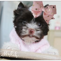 Yorkshire Terrier puppies from Danielle's Yorkie Babies