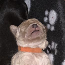 Goldendoodle Puppies from Izzy's Doodles