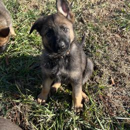 German Shepherd Puppies from Grassroots German Shepherds