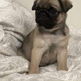 French Bulldog and Pug Puppies from Peachy Pugs