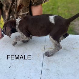 Star - Liver roan female German Shorthaired Pointer puppy in Center Hill, Florida from Tiffany Proctor