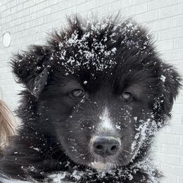 Vesuvius - Black and white male Siberian Husky puppy in Florence, Kentucky from Moonlight Howl Huskies