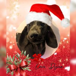 DYNAmite - Black female Dachshund puppy in Ravenna, Ohio from Valhallah Farms