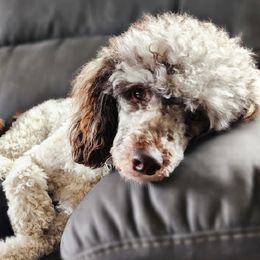 Aussiedoodles, Australian Shepherds, Goldendoodles, and Poodles from Hilltop Cuddle Pups