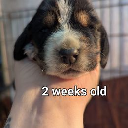 Feyre - Black brown and white female Basset Hound puppy in Cardington, Ohio from Buckeye Bassets 419