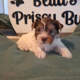 Kountree - Chocolate, tan and white female Yorkshire Terrier puppy in Clermont, Florida from Bella's Prissy Butts